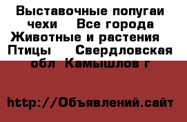 Выставочные попугаи чехи  - Все города Животные и растения » Птицы   . Свердловская обл.,Камышлов г.